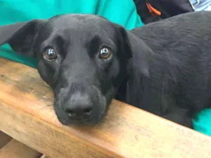 Cachorro raça SRD idade 3 anos nome Frederico