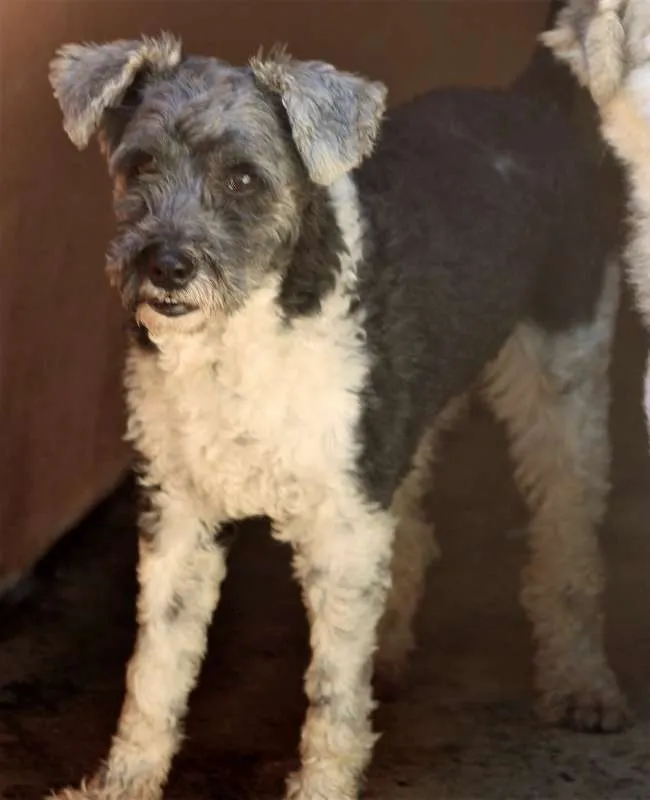 Cachorro ra a  idade 5 anos nome Baby Pequena