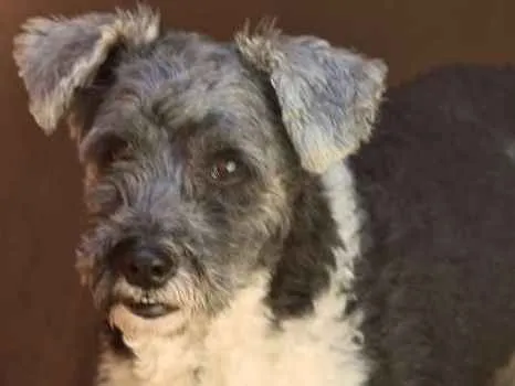 Cachorro ra a  idade 5 anos nome Baby Pequena