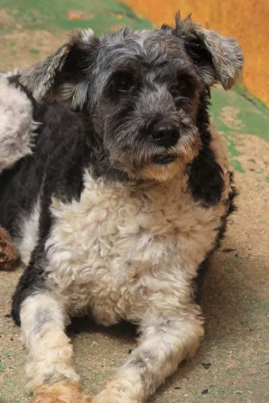 Cachorro ra a  idade 5 anos nome Baby Pequena