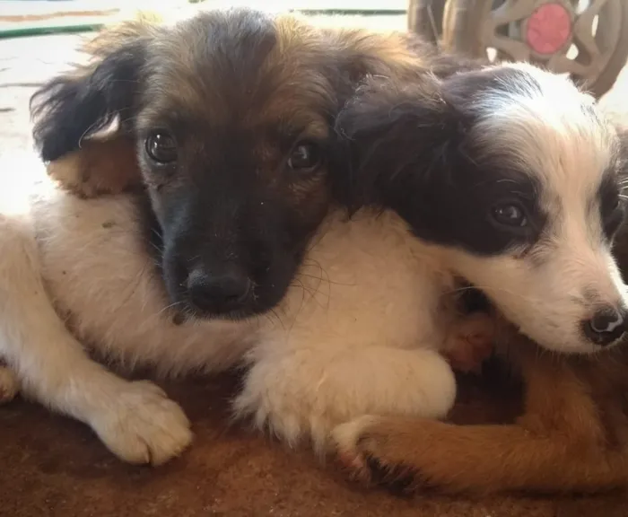 Cachorro ra a SRD idade Abaixo de 2 meses nome Sem nome