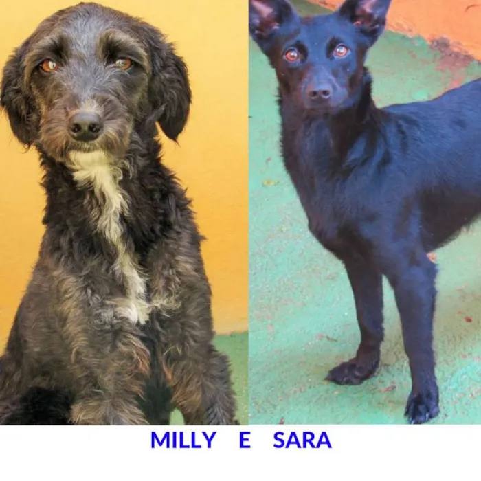 Cachorro ra a  idade 5 anos nome Milly e Sara 
