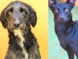 Cachorro raça  idade 5 anos nome Milly e Sara 