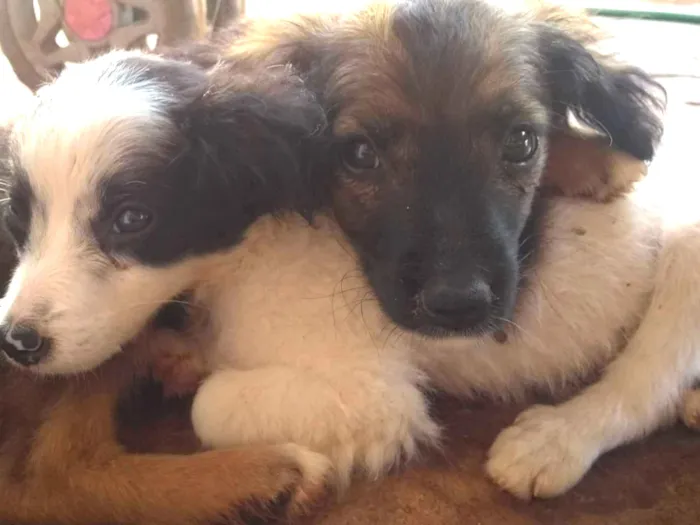Cachorro ra a SRD idade Abaixo de 2 meses nome Sem nome