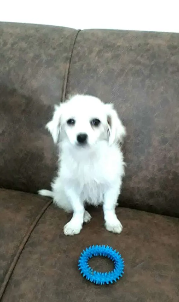 Cachorro ra a Mix de Lhasa com Spitz alemão  idade 2 a 6 meses nome Nick