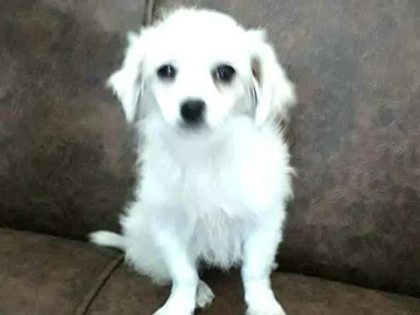 Cachorro ra a Mix de Lhasa com Spitz alemão  idade 2 a 6 meses nome Nick