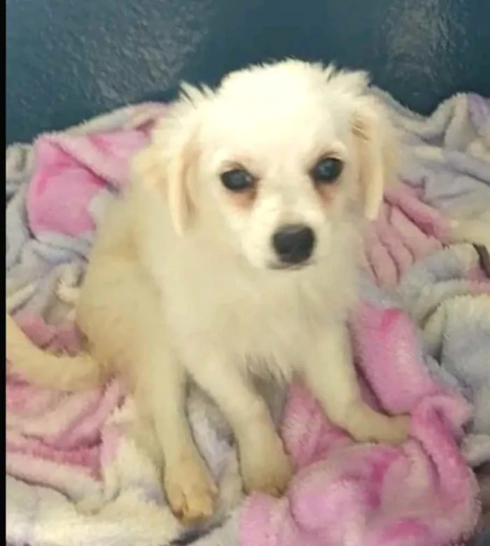 Cachorro ra a Mix de Lhasa com Spitz alemão  idade 2 a 6 meses nome Nick