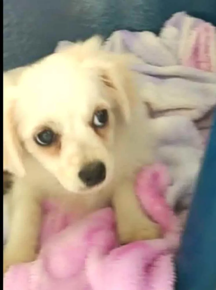 Cachorro ra a Mix de Lhasa com Spitz alemão  idade 2 a 6 meses nome Nick