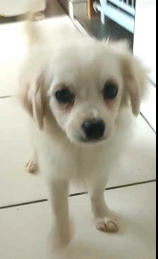 Cachorro ra a Mix de Lhasa com Spitz alemão  idade 2 a 6 meses nome Nick