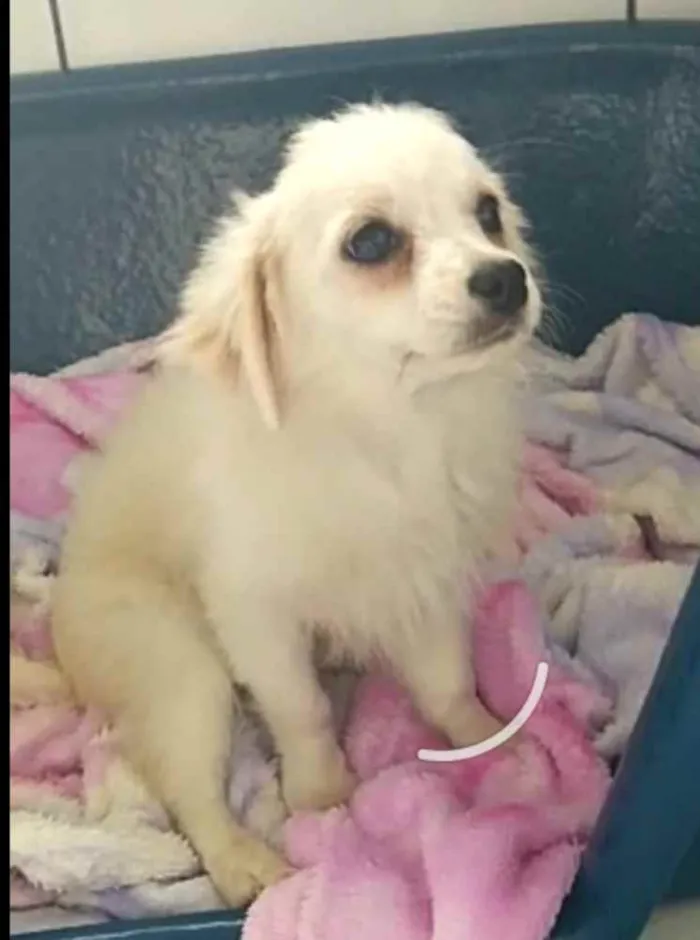 Cachorro ra a Mix de Lhasa com Spitz alemão  idade 2 a 6 meses nome Nick