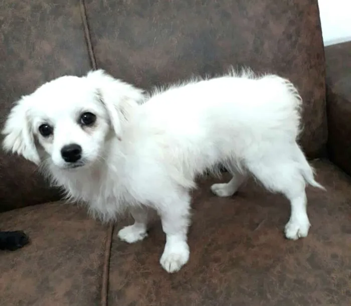 Cachorro ra a Mix de Lhasa com Spitz alemão  idade 2 a 6 meses nome Nick