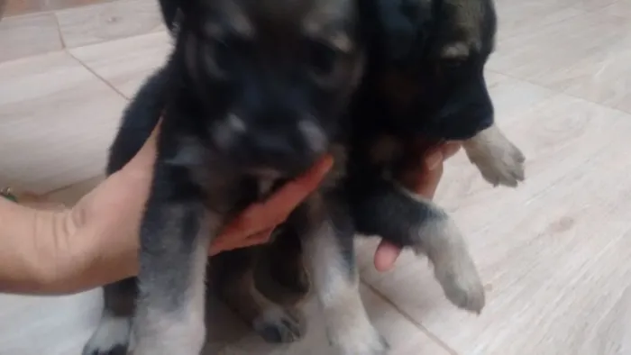 Cachorro raça Pastor alemão idade Abaixo de 2 meses nome Sem nome