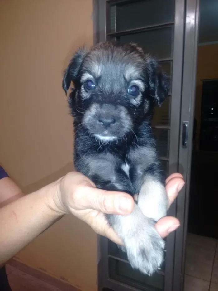 Cachorro raça Pastor alemão idade Abaixo de 2 meses nome Sem nome