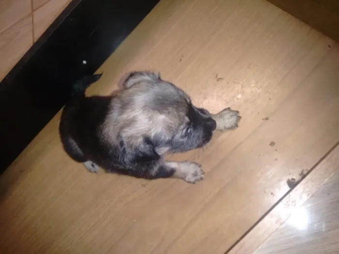 Cachorro raça Pastor alemão idade Abaixo de 2 meses nome Sem nome