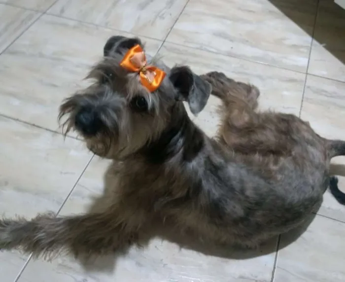 Cachorro ra a srd idade 1 ano nome Lilica