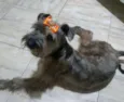 Lilica