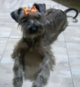 Lilica