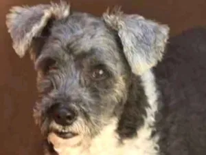 Cachorro raça  idade 5 anos nome Baby Pequena