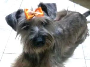 Cachorro raça srd idade 1 ano nome Lilica
