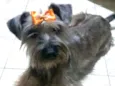 Lilica