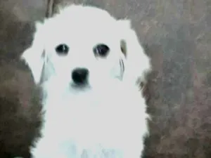 Cachorro raça Mix de Lhasa com Spitz alemão  idade 2 a 6 meses nome Nick