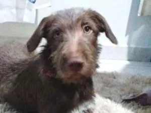Cachorro raça Boxer com vira-lata  idade 2 a 6 meses nome Luna 