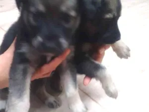 Cachorro raça Pastor alemão idade Abaixo de 2 meses nome Sem nome