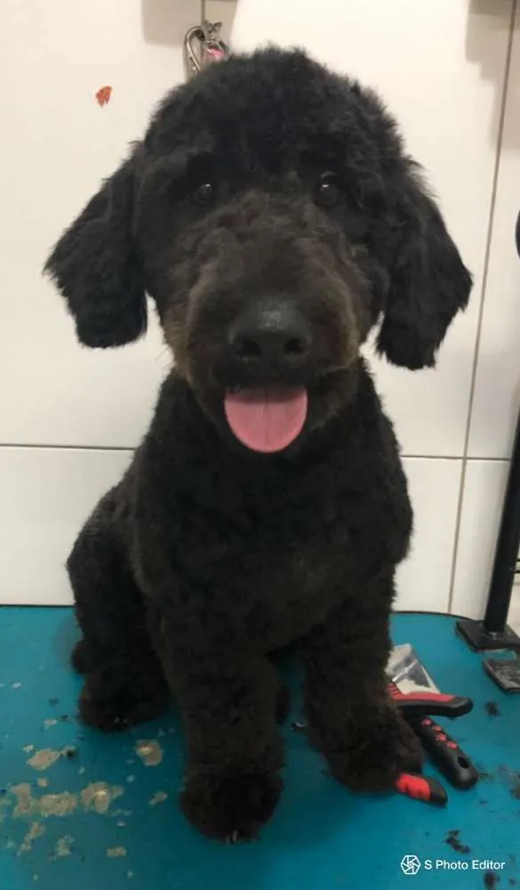 Cachorro ra a Poodle idade 7 a 11 meses nome SNOOPY