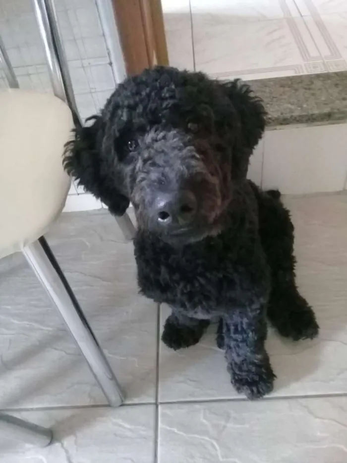 Cachorro ra a Poodle idade 7 a 11 meses nome SNOOPY
