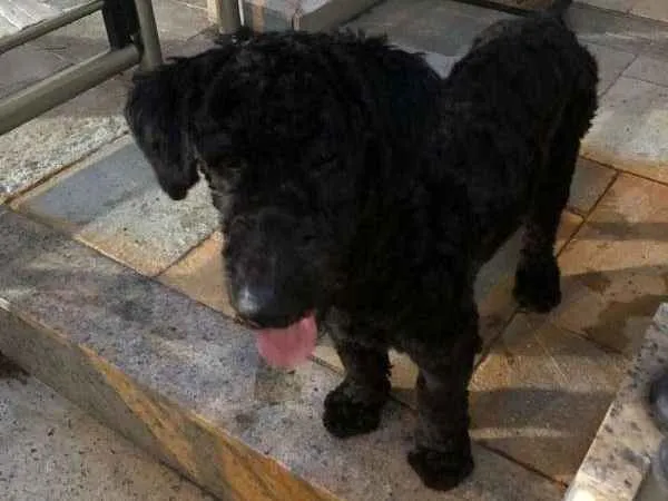 Cachorro ra a Poodle idade 7 a 11 meses nome SNOOPY