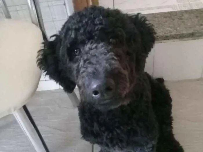 Cachorro ra a Poodle idade 7 a 11 meses nome SNOOPY