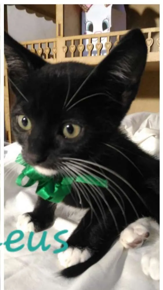 Gato ra a Sem raça definida  idade 2 a 6 meses nome Filhotes para Adoção