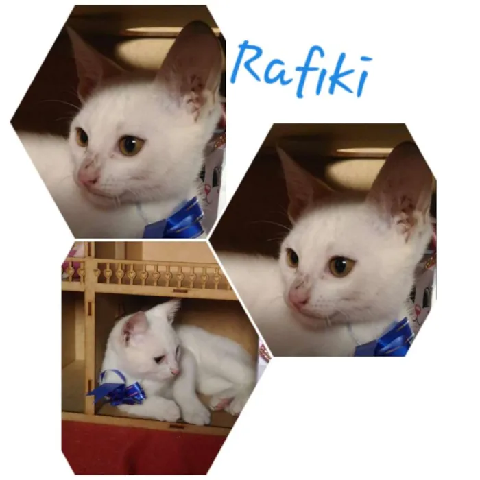 Gato ra a Sem raça definida  idade 2 a 6 meses nome Filhotes para Adoção