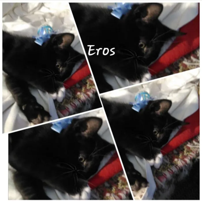 Gato ra a Sem raça definida  idade 2 a 6 meses nome Filhotes para Adoção