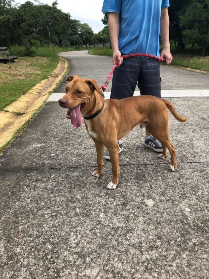 Cachorro raça SRD idade 1 ano nome LUCKY