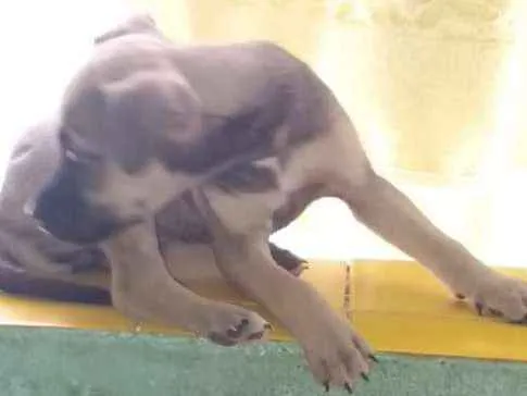 Cachorro raça SRD idade Abaixo de 2 meses nome Sem nome 1