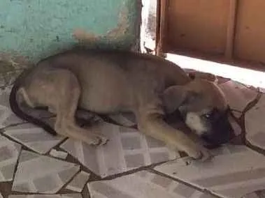Cachorro raça SRD idade Abaixo de 2 meses nome Sem nome 1