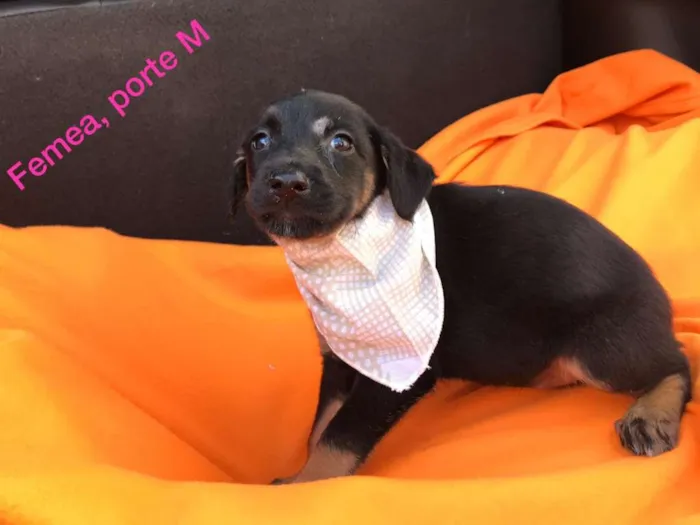 Cachorro ra a srd idade 2 a 6 meses nome Filhotes
