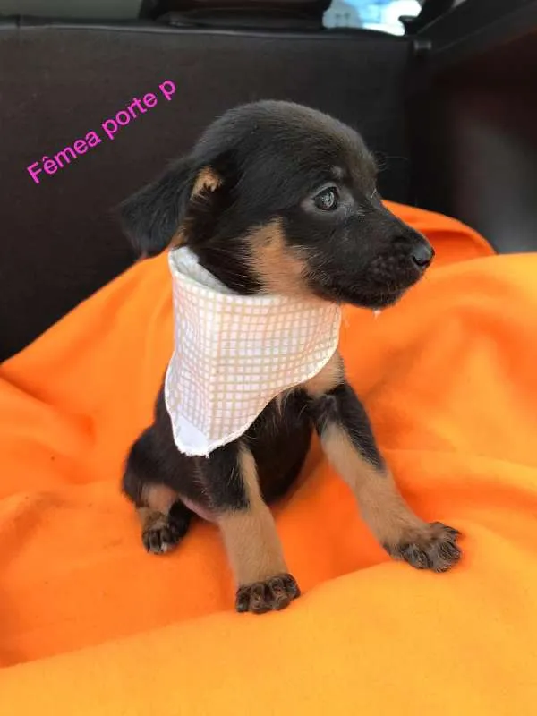 Cachorro ra a srd idade 2 a 6 meses nome Filhotes