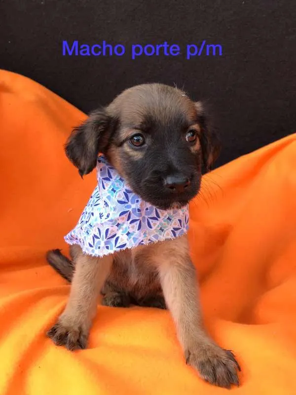 Cachorro ra a srd idade 2 a 6 meses nome Filhotes