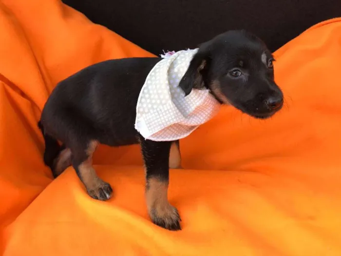 Cachorro ra a srd idade 2 a 6 meses nome Filhotes