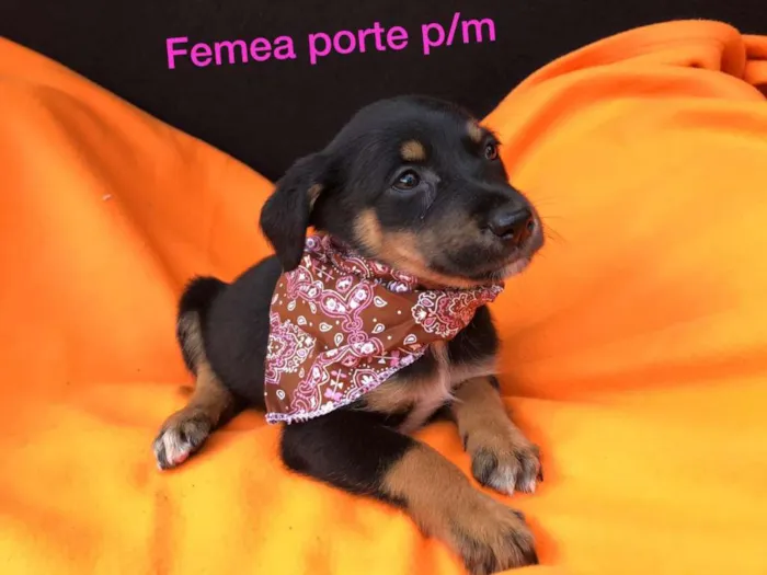 Cachorro ra a srd idade 2 a 6 meses nome Filhotes