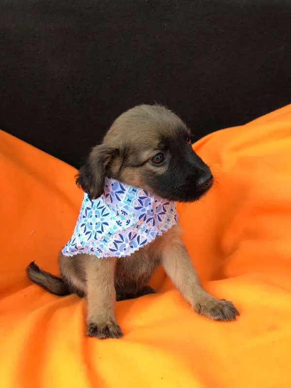 Cachorro ra a srd idade 2 a 6 meses nome Filhotes