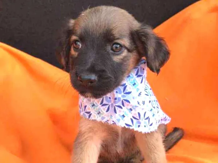 Cachorro ra a srd idade 2 a 6 meses nome Filhotes