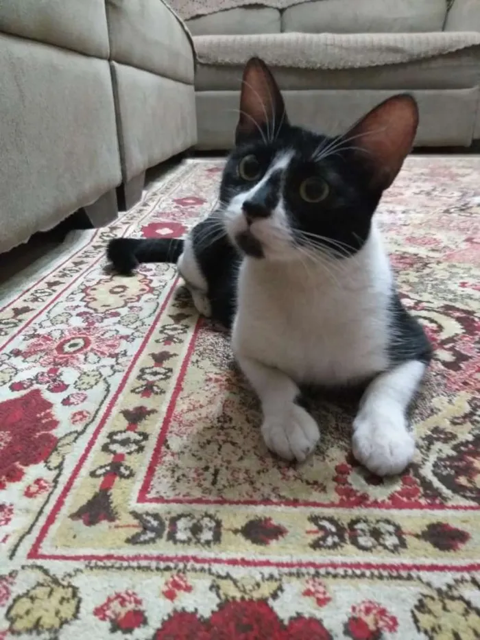 Gato ra a  idade 7 a 11 meses nome Anita