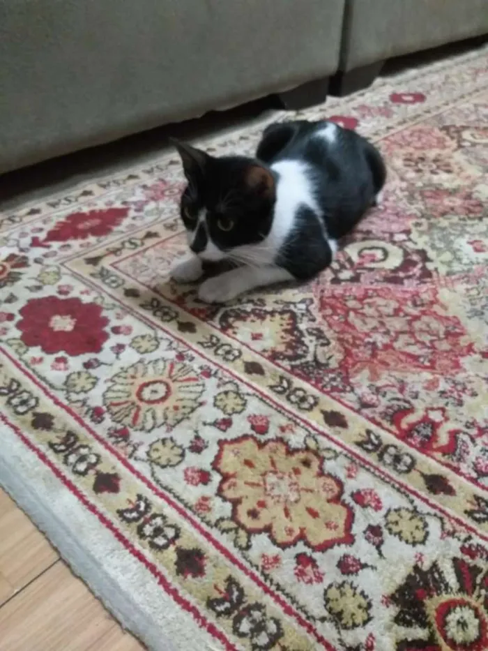 Gato ra a  idade 7 a 11 meses nome Anita
