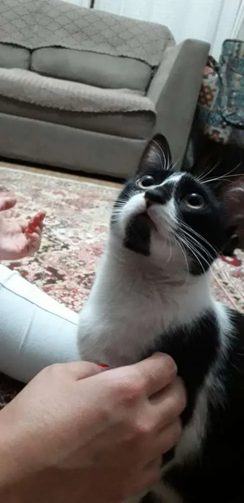 Gato ra a  idade 7 a 11 meses nome Anita