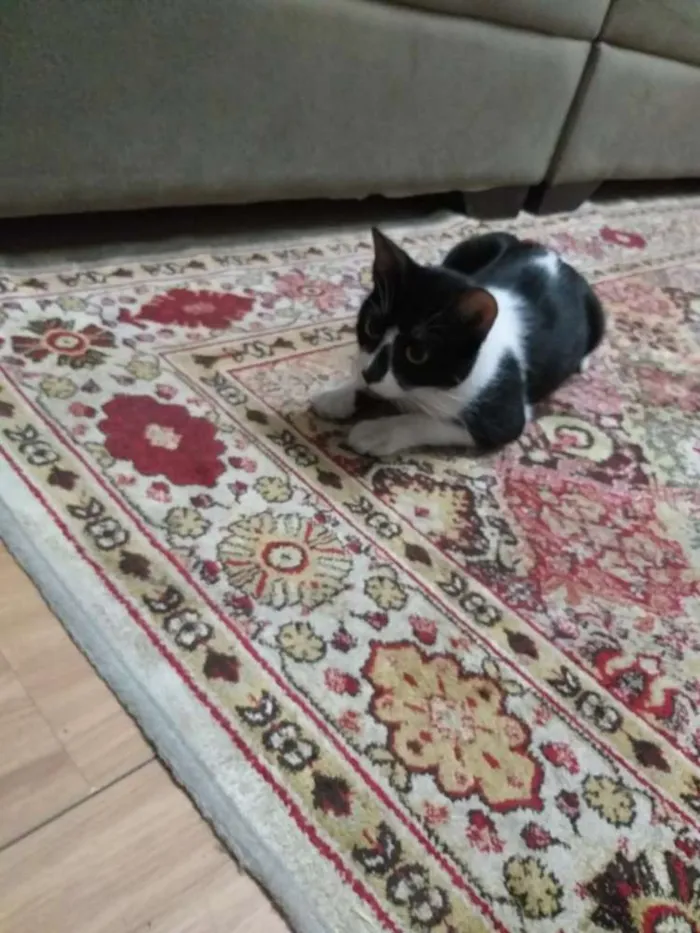 Gato ra a  idade 7 a 11 meses nome Anita