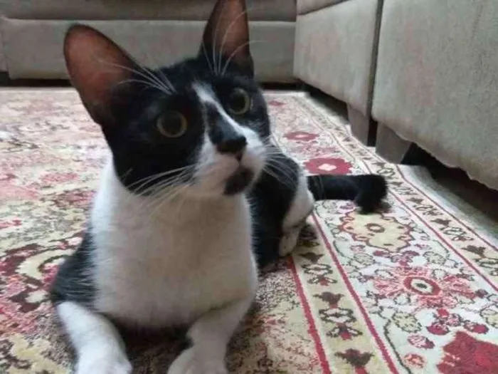 Gato ra a  idade 7 a 11 meses nome Anita