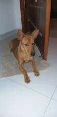 Ralfinho